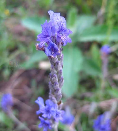 High Quality Dried Lavender Flower for Herbal Tea